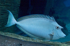 2012 03 09 Oceanarium 264