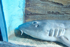 2012 03 09 Oceanarium 265