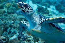 2012 03 09 Oceanarium 270