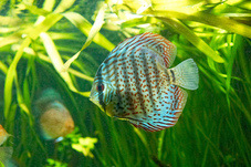 2012 03 09 Oceanarium 283