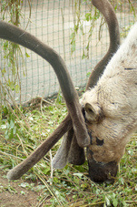 2012 06 04 Yaroslavl ZOO 012