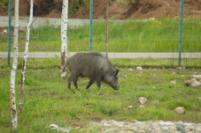 2012 06 04 Yaroslavl ZOO 124