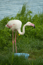 2012 06 04 Yaroslavl ZOO 127