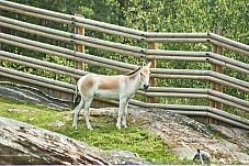 2017 07 07 KolmordenZOO 204