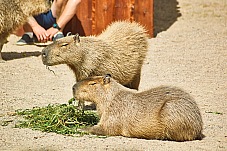 2017 07 07 KolmordenZOO 299