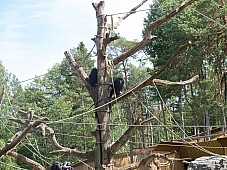 2017 07 07 KolmordenZOO 544e