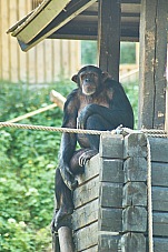 2017 07 07 KolmordenZOO 553