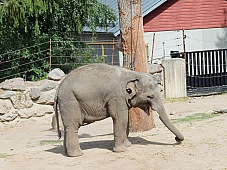 2017 07 07 KolmordenZOO 635e