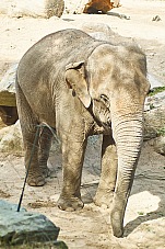 2017 07 07 KolmordenZOO 659