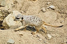 2017 07 07 KolmordenZOO 707