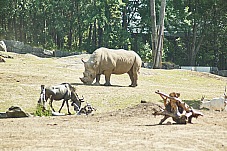 2017 07 07 KolmordenZOO 743