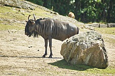 2017 07 07 KolmordenZOO 766