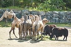 2017 07 07 KolmordenZOO 789